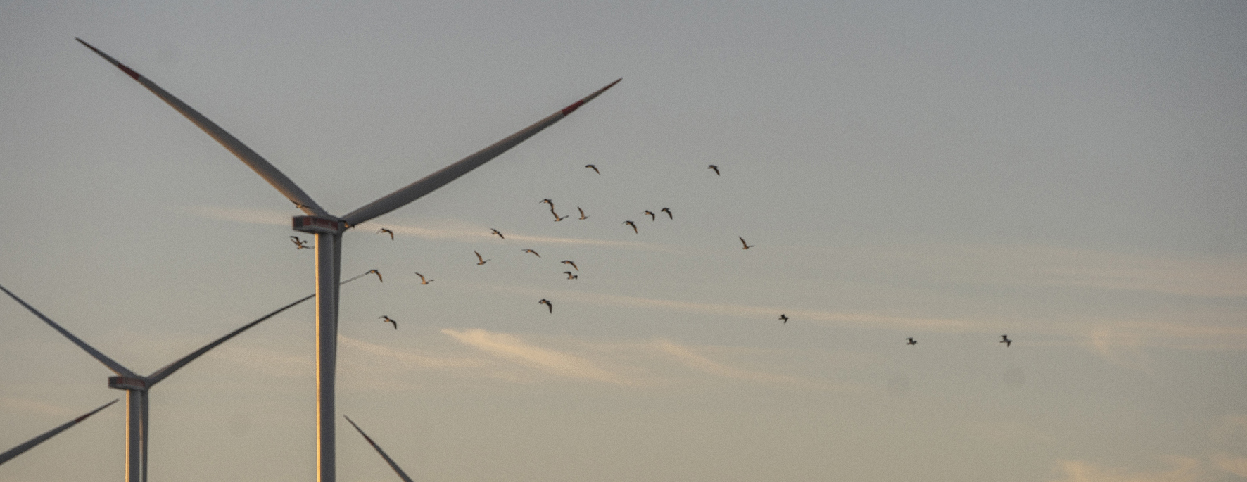 Windräder mit Vögeln